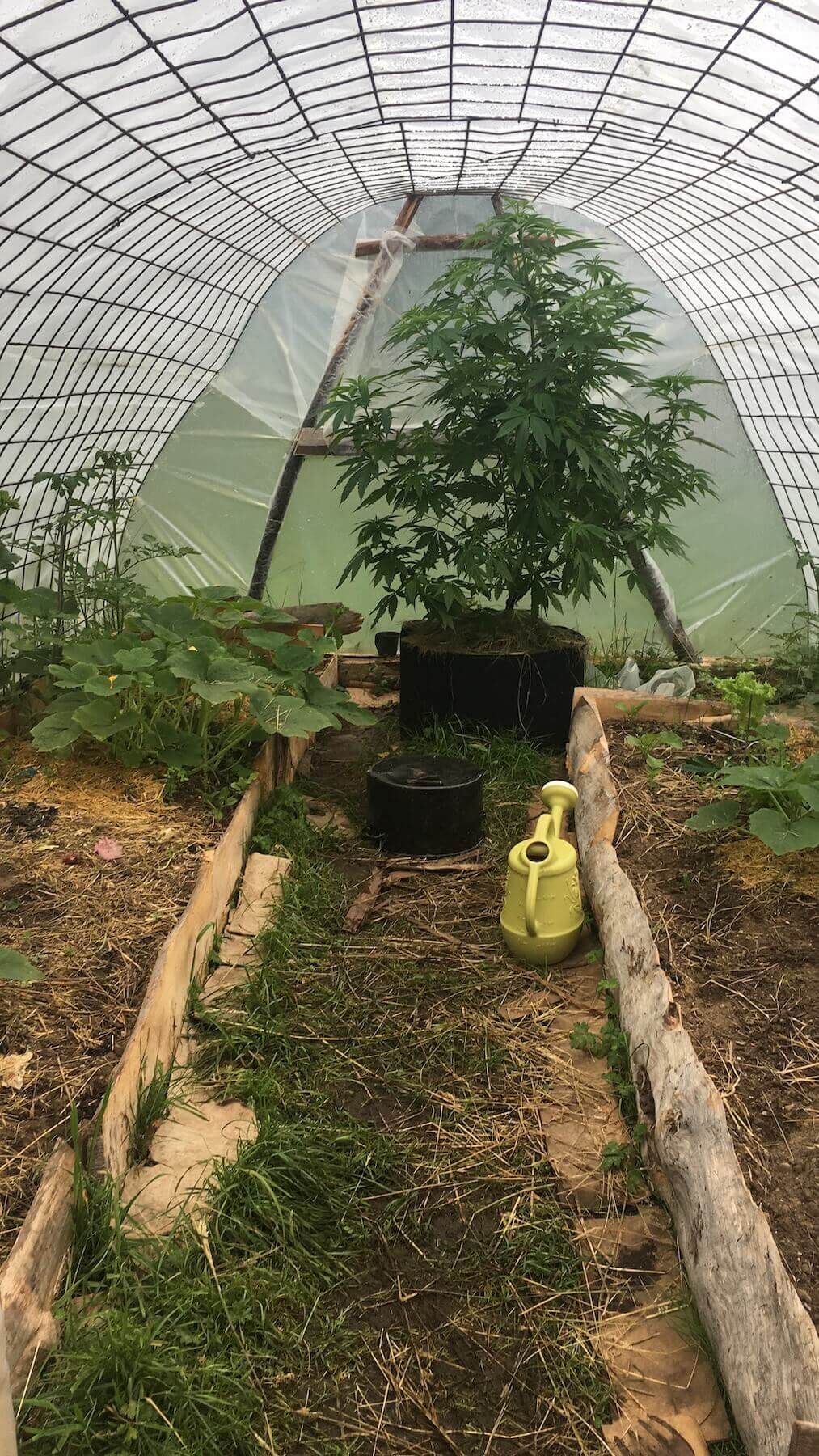 The greenhouse with plants in it